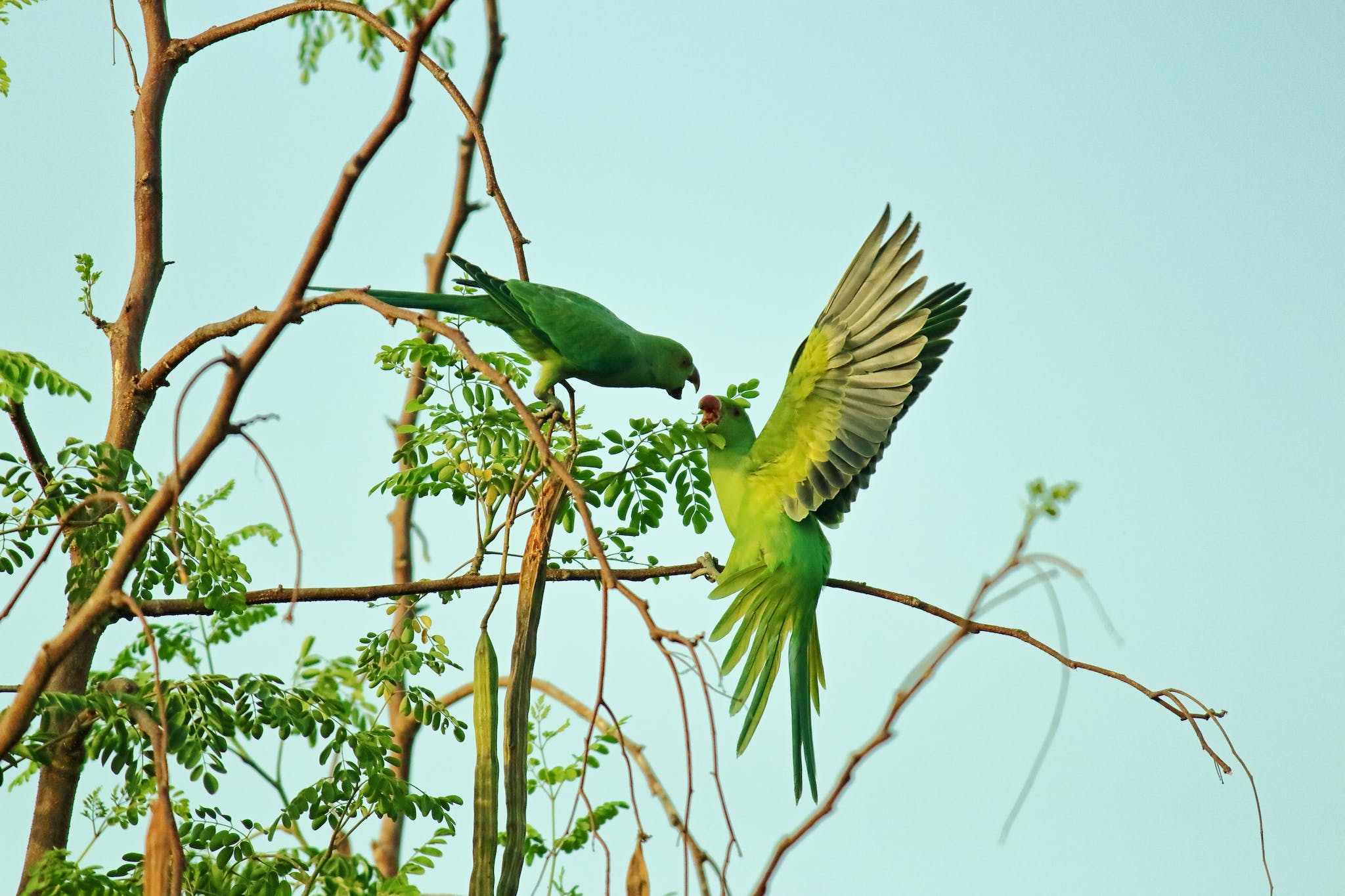 Loro de Espalda Amarillo en Finca El Manantial