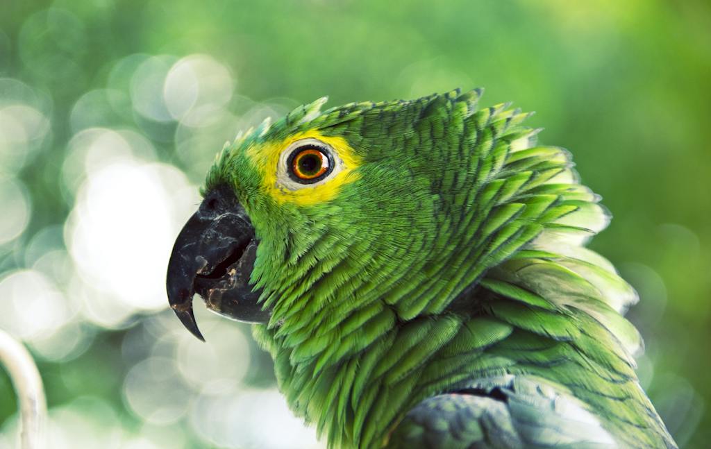 loro entre la naturaleza